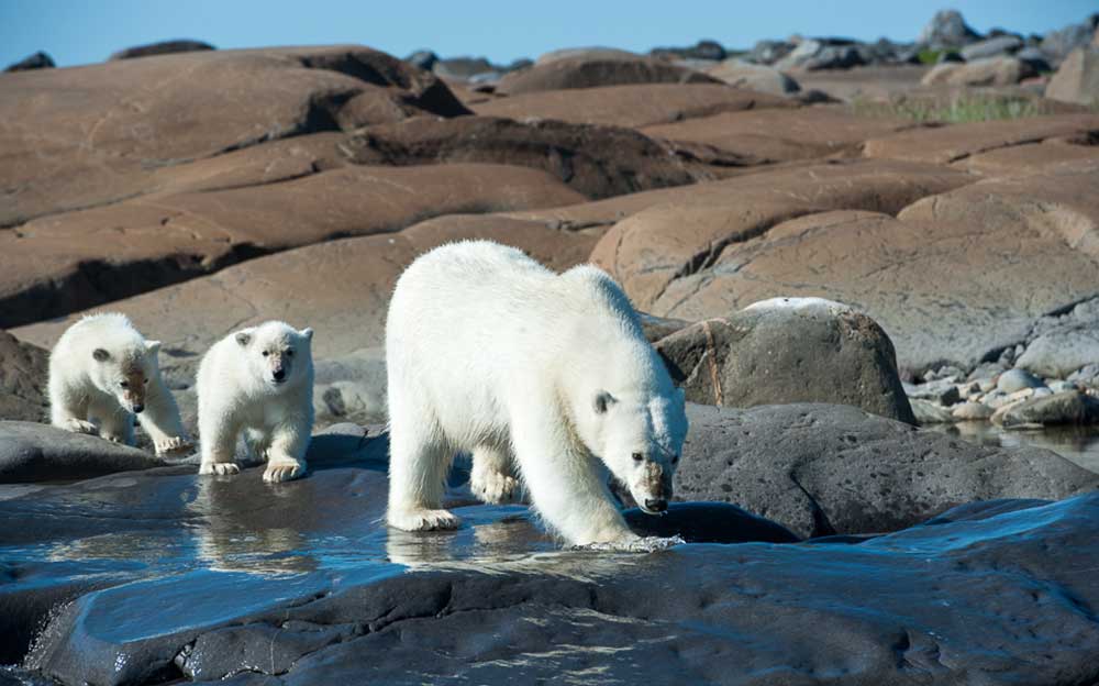 Authentic Polar Bear Wildlife Tours
