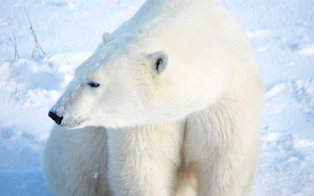 polar bear churchill tour