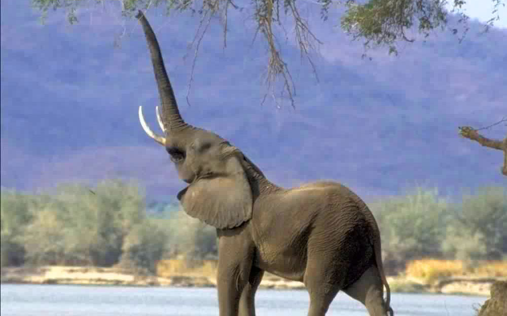 Africa Tour Elephant