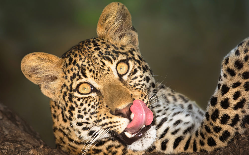 Africa Tour Leopard