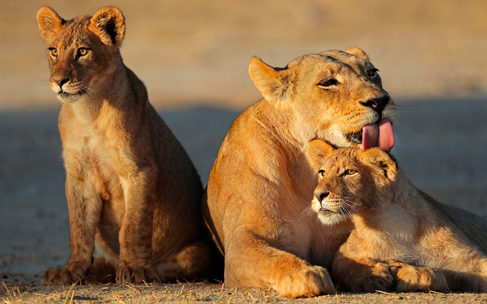 Africa Tour Lioness and Cubs