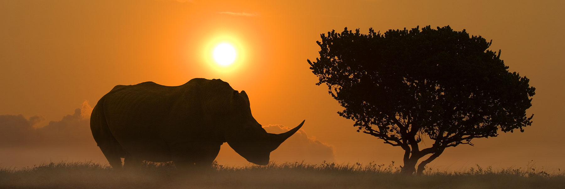 African Tour - Rhino at Sunset