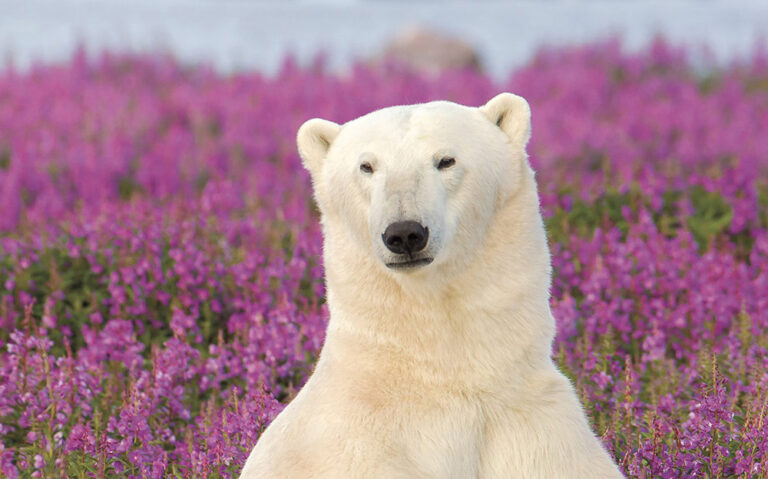 Conservation Polar Bear Adventure