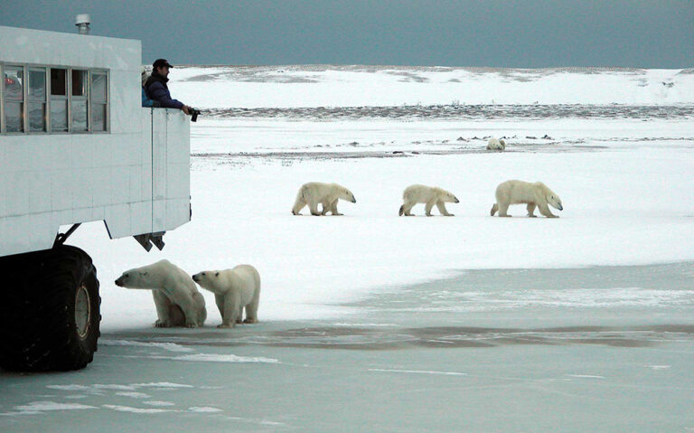 Tundra Buggy Lodge Polar Bear Adventure