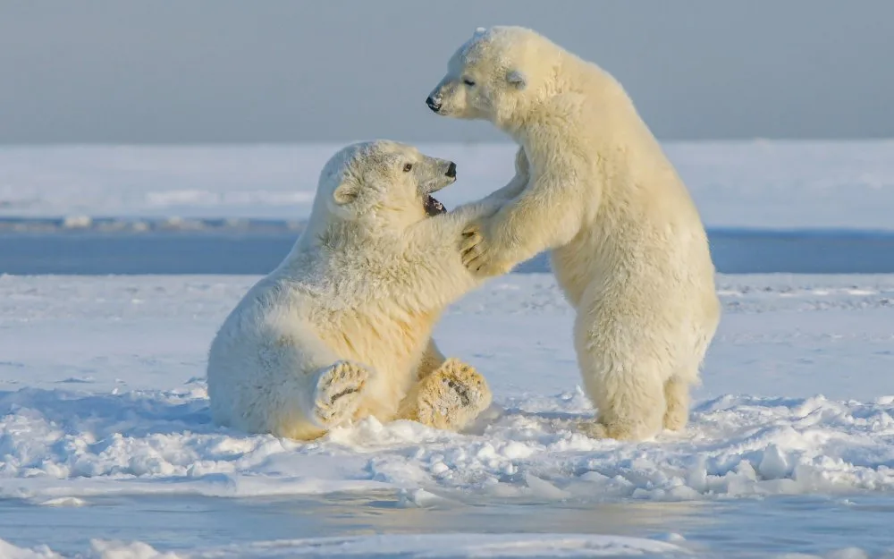 Authentic Polar Bear Wildlife Tours