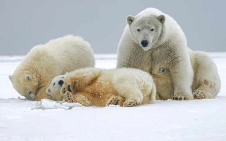 Family Polar Bear Adventure